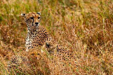 Cheetah at Serengeti National Park, Tanzania