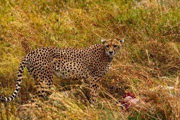 Cheetah, Serengeti National Park, Tanzania