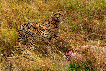 Cheetah, Serengeti National Park, Tanzania