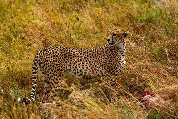Cheetah, Serengeti National Park, Tanzania