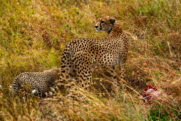 Cheetah, Serengeti National Park, Tanzania