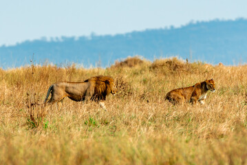 Lions in the Serengeti, Tanzania