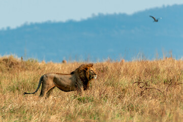 Lions in the Serengeti, Tanzania