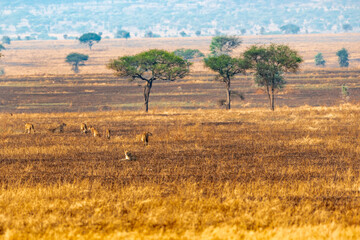 Lions in the Serengeti, Tanzania