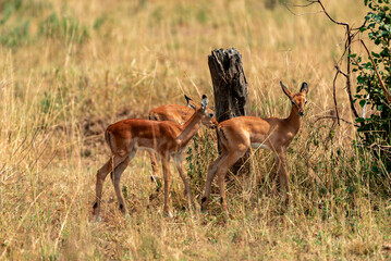 Gazelles, Tanzania