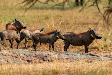 Fototapeta premium Warthogs, Tanzania