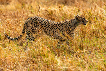 Cheetah at Serengeti National Park, Tanzania