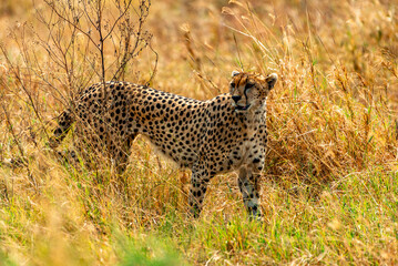 Cheetah at Serengeti National Park, Tanzania