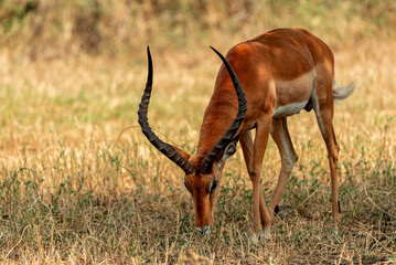 Impala, Serengeti, Tanzania