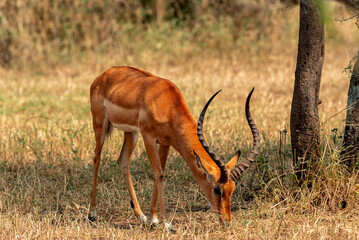 Impala, Serengeti, Tanzania