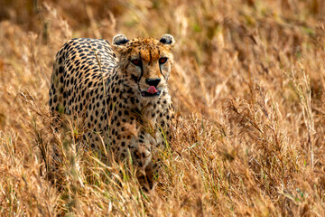 Cheetah at Serengeti National Park, Tanzania