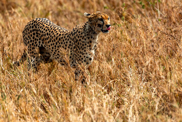 Cheetah at Serengeti National Park, Tanzania