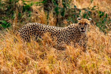 Cheetah at Serengeti National Park, Tanzania