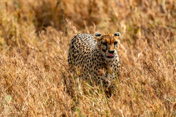 Cheetah at Serengeti National Park, Tanzania
