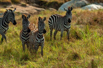 Zebras, Tanzania