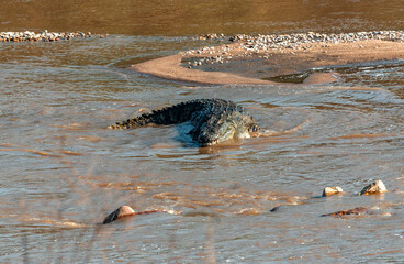 Crocodiles, Mara River, Tanzania