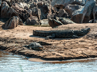 Crocodiles, Mara River, Tanzania