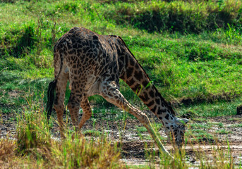 Giraffe, Tanzania