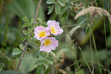 detailed close-up of a beautiful pink wild dog rose (Rosa canina)