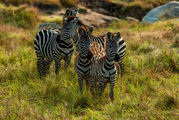 Zebras, Tanzania