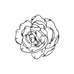  Graphic flowers. Hand draws graphic illustrations on a white background. Graphic flowers for design