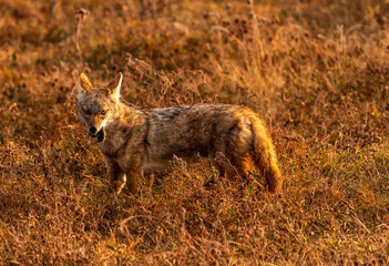 Jackal in Ngorongoro Crater, Tanzania