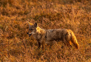 Jackal in Ngorongoro Crater, Tanzania