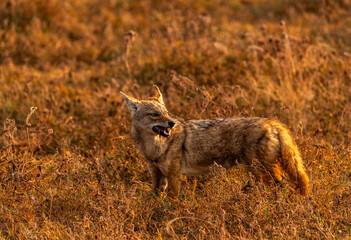 Jackal in Ngorongoro Crater, Tanzania