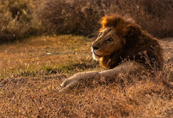 Lions at Serengeti National Park, Tanzania