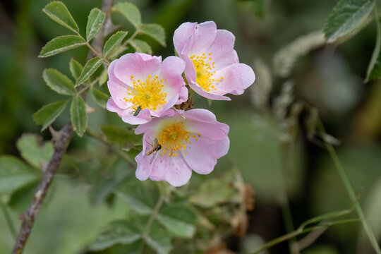 detailed close-up of a triple flower head beautiful pink wild dog rose (Rosa canina)