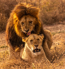 Lions at Serengeti National Park, Tanzania