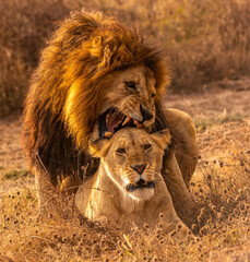 Lions at Serengeti National Park, Tanzania