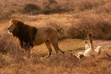 Lions at Serengeti National Park, Tanzania