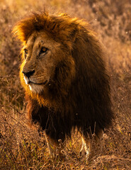 Lions at Serengeti National Park, Tanzania