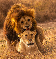 Lions at Serengeti National Park, Tanzania