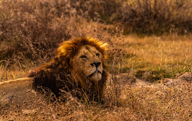 Lions at Ngorongoro Conservation Area, Tanzania