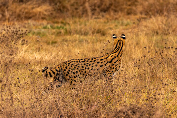 Serval in Ngorongoro Crater, Tanzania