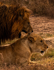 Lions at Ngorongoro Conservation Area, Tanzania