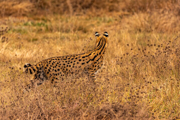 Serval in Ngorongoro Crater, Tanzania