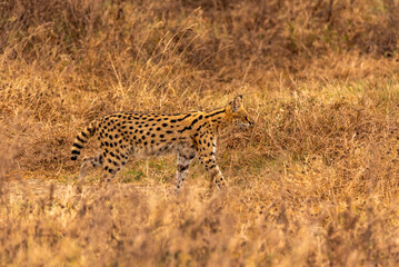 Serval in Ngorongoro Crater, Tanzania