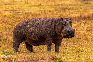 Hippopotamus at Ngorongoro Conservation Area, Tanzania