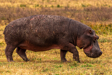 Hippopotamus at Ngorongoro Conservation Area, Tanzania