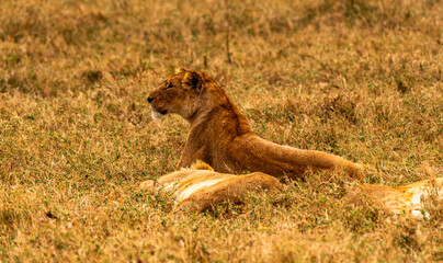 Lions at Ngorongoro Conservation Area, Tanzania