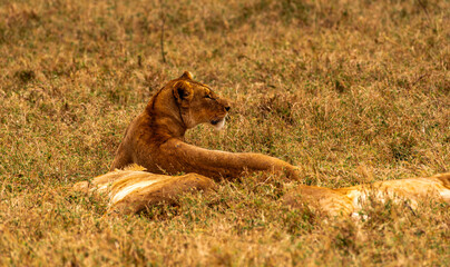 Lions at Ngorongoro Conservation Area, Tanzania