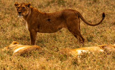 Lions at Ngorongoro Conservation Area, Tanzania