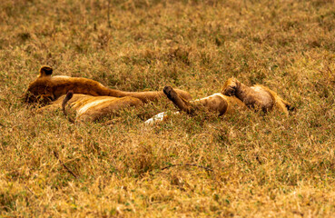 Lions at Ngorongoro Conservation Area, Tanzania