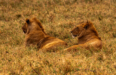 Lions at Ngorongoro Conservation Area, Tanzania
