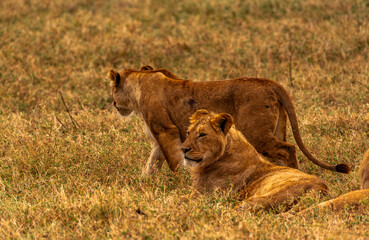 Lions at Ngorongoro Conservation Area, Tanzania