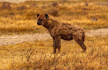Hyenas, Nogorongoro Conservation Area, Tanzania