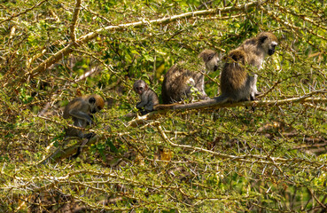 Obraz premium Vervet monkeys at Lake Manyara NP, Tanzania